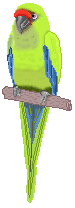 parrot1.gif (4582 bytes)
