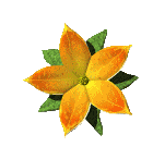 sglflower.gif (22536 bytes)
